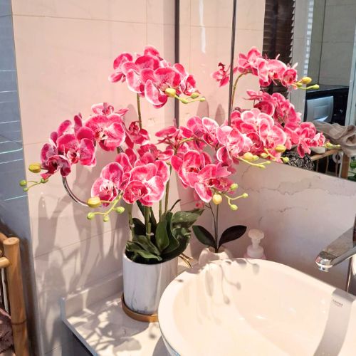 Orchids &amp; Flowers