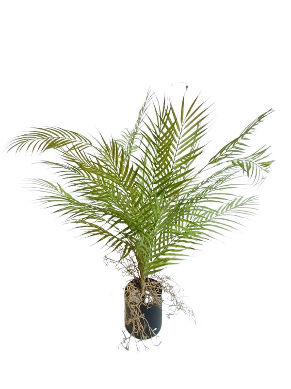 Palm Tree Plant 0.7m - Faux