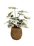 Monstera Deliciosa 0.7m (White/ Green)- Faux