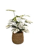 Monstera Deliciosa 0.7m (White/ Green)- Faux