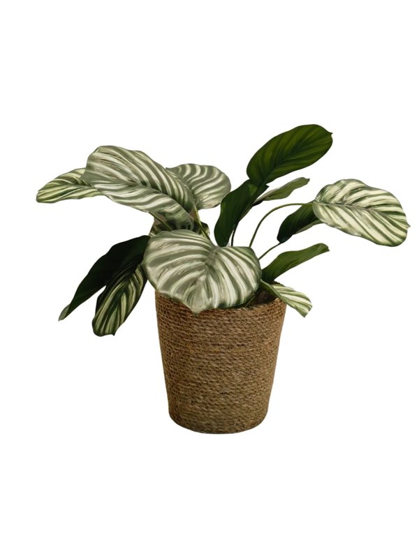 Nordic Pots "Snygg" Series - Design 1 (Small Size)