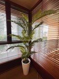 Palm Tree Plant 1.8m - Faux 