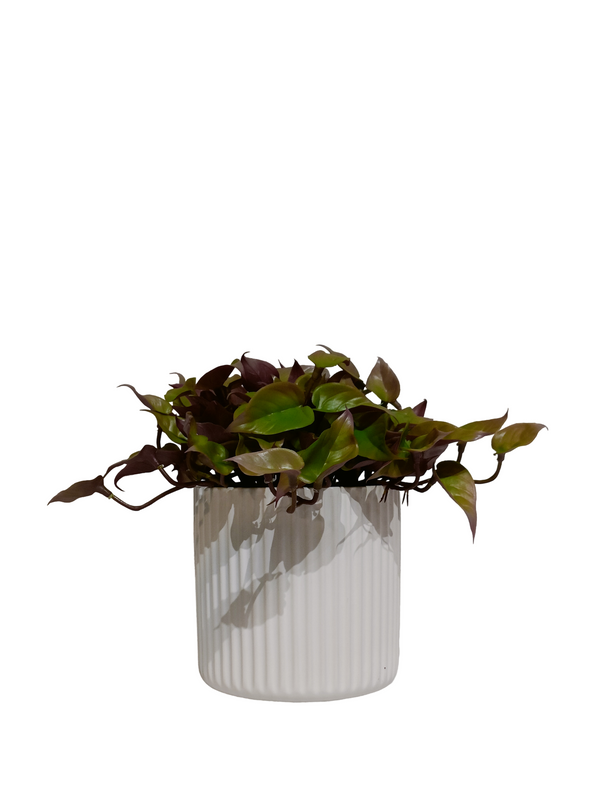 Green & Red Dischidia Plant with White Pot (Table Size) - Faux