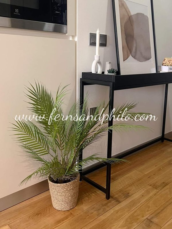 Palm Tree Plant 0.7m - Faux