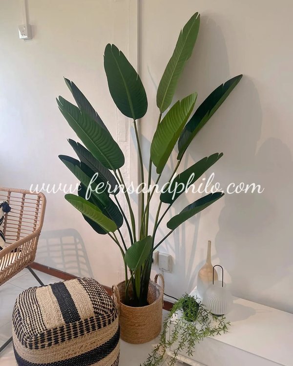 Travellers Palm Tree 1.8m - Faux