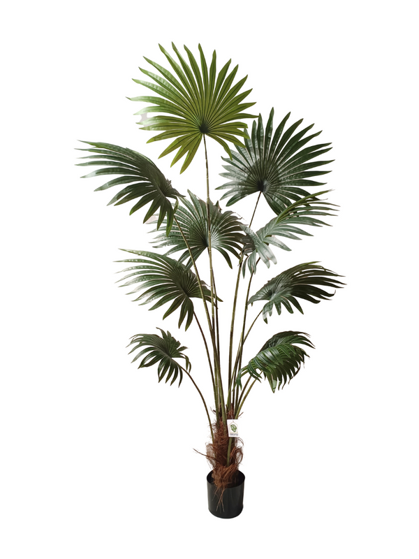 Livistona Plant 1.8m - Faux