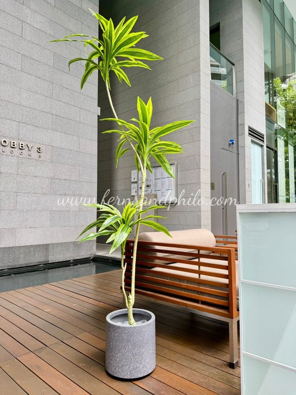 Dracaena Fragrans Plant 1.8m - Faux
