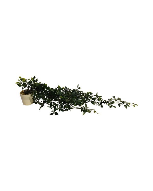 Hanging Hoya Plant With White Pot - Faux