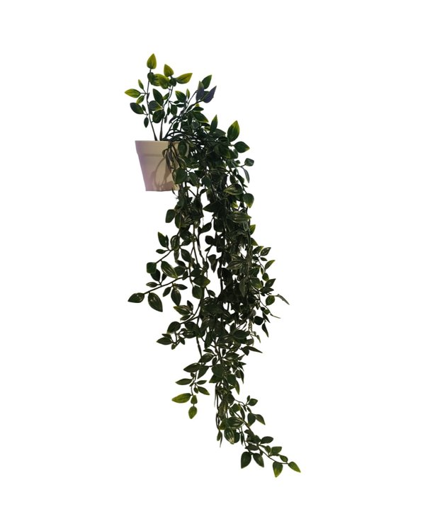Hanging Hoya Plant With White Pot - Faux