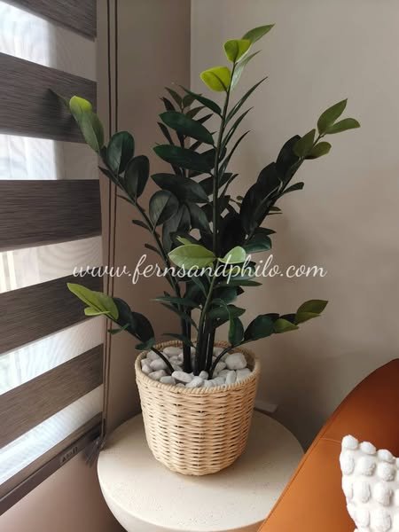"Money Plant" Zamioculcas 90cm - Faux