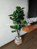 1.2m Ficus Plant - Faux