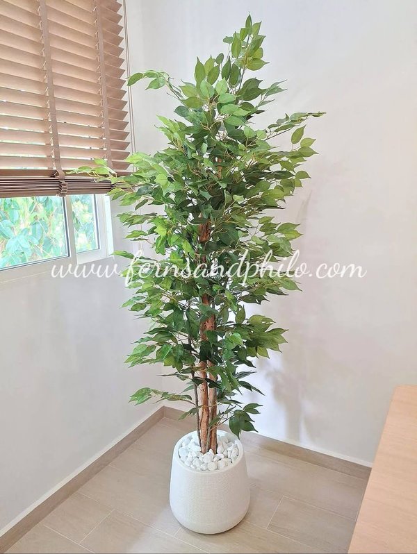 Ficus Plant Tree 1.9m (Small Leaves) - Faux