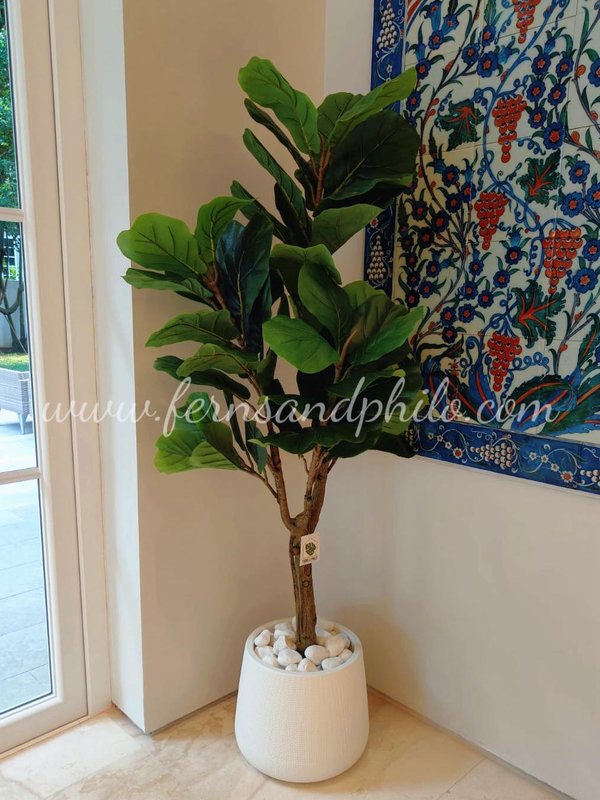 Ficus Plant Tree 1.6m - Faux