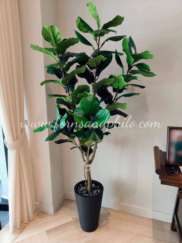 Ficus Plant Tree 1.8m - Faux