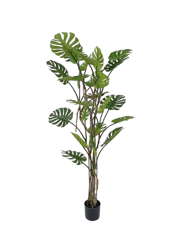 Monstera Deliciosa 1.95m - Faux