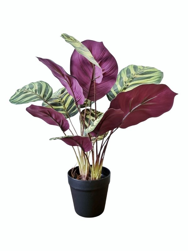 Calathea Rosepicta - Green/ Purple (Small) - Faux