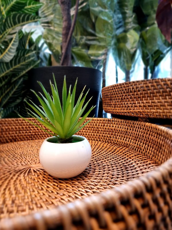 Sisal Plant (White Pot) - Table Size (Faux)