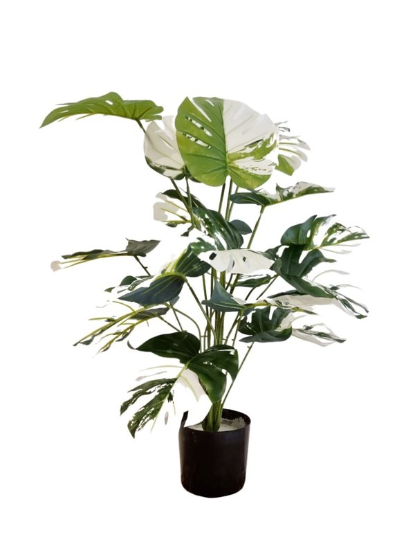 Monstera Deliciosa 0.7m (White/ Green) - Faux