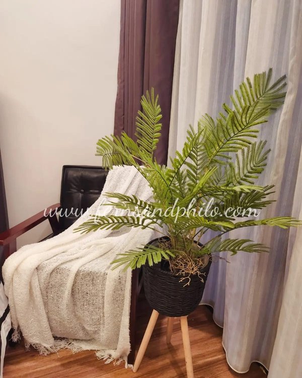 Senegalia Pennata Plant 0.7m - Faux